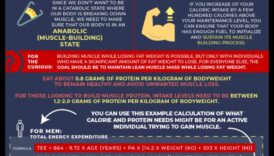 דיאטות עתירות חלבון ובניית שרירים: גישה סינרגטית