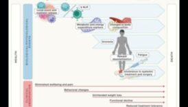 קטו ומניעת מחלות כרוניות: מדריך מקיף