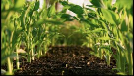 דיאטות ארוכות טווח וחקלאות בת קיימא: פרספקטיבה ירוקה