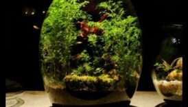 שלווה בנוף העיר: אימוני חוץ עירוניים לרווחה נפשית