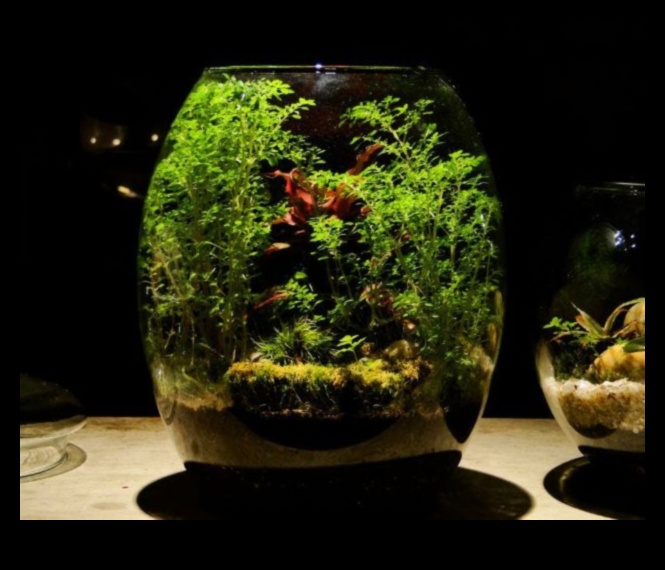 שלווה בנוף העיר: אימוני חוץ עירוניים לרווחה נפשית